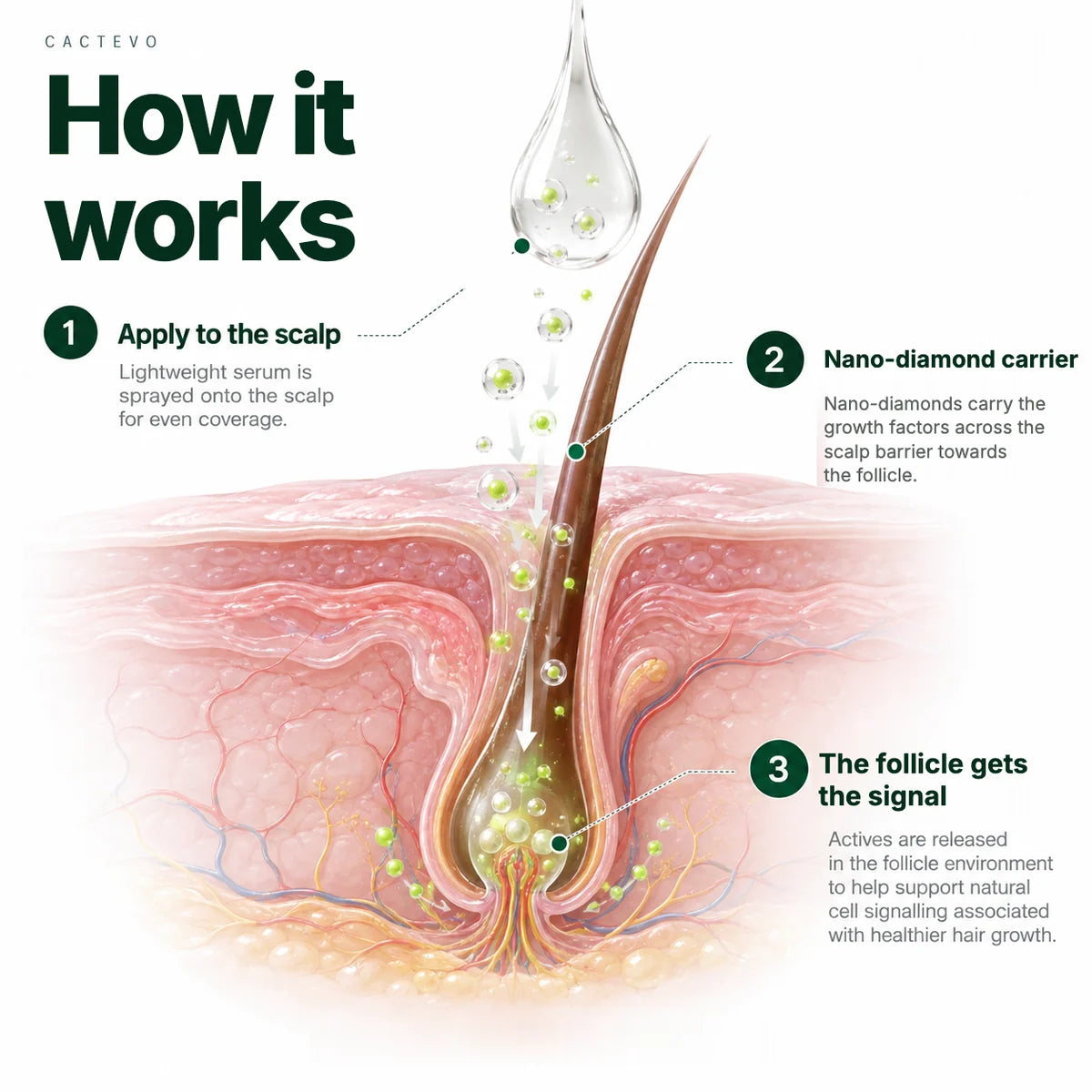 How it works: apply, nano-diamonds carry the signal, the follicle gets the signal